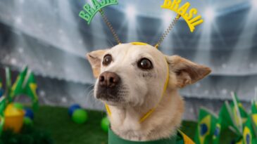 campanha-para-adocao-de-animais-se-inspira-na-copa-do-mundo