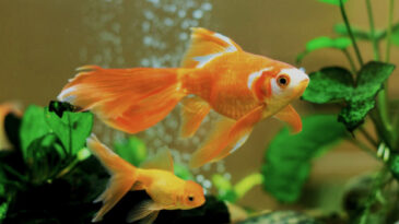 epamig-lanca-informe-agropecuario-sobre-peixes-ornamentais