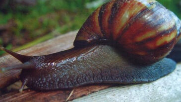 moradores-relataram-infestacao-de-caramujo-africano-em-itabira