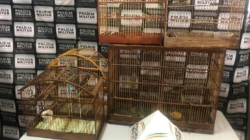 pm-apreende-passaros-da-fauna-silvestre-em-santa-barbara