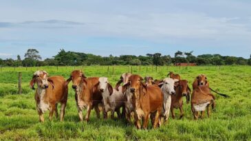 vendas-de-carne-bovina-a-china-sao-suspensas-apos-caso-de-vaca-louca