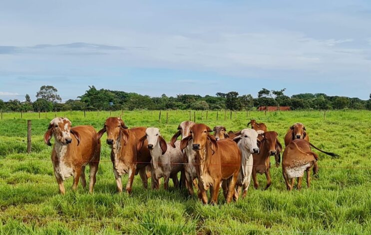 vendas-de-carne-bovina-a-china-sao-suspensas-apos-caso-de-vaca-louca