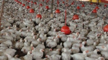 gripe-aviaria-leva-brasil-a-decretar-emergencia-zoossanitaria