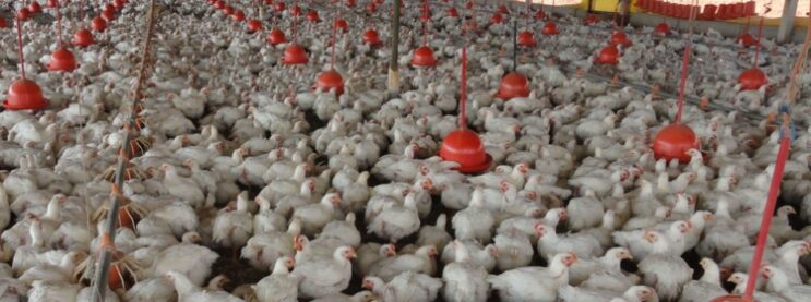 gripe-aviaria-leva-brasil-a-decretar-emergencia-zoossanitaria