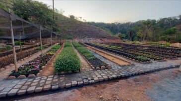 viveiro-de-mudas-de-sao-goncalo-desenvolve-parcerias