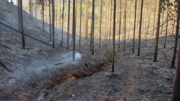 brigadista-morre-durante-combate-a-incendio-na-area-da-cenibra