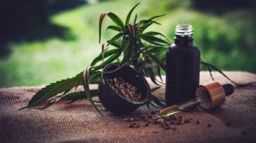 stj-autoriza-tres-pacientes-a-cultivarem-cannabis-para-fins-medicinais