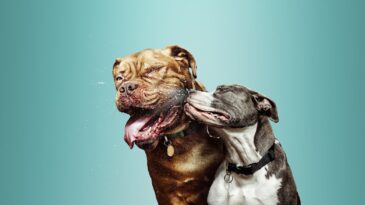 gripe-canina-saiba-como-proteger-seu-cao-dessa-doenca-contagiosa