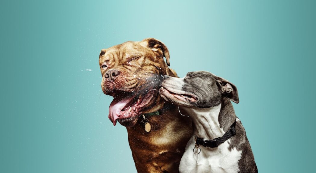 gripe-canina-saiba-como-proteger-seu-cao-dessa-doenca-contagiosa