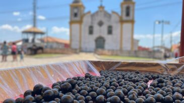 ouro-preto-realiza-a-32a-festa-da-jabuticaba