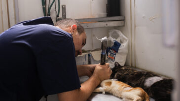 mutirao-de-castracao-em-itabira-atende-mais-de-700-animais