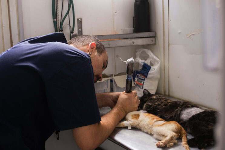 mutirao-de-castracao-em-itabira-atende-mais-de-700-animais
