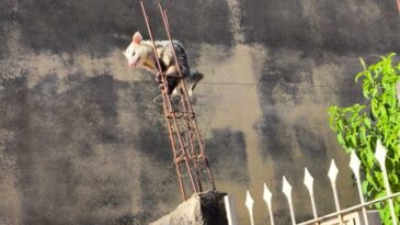 gamba-e-resgatado-apos-fugir-de-caes-e-se-esconder-em-vergalhao-de-obra