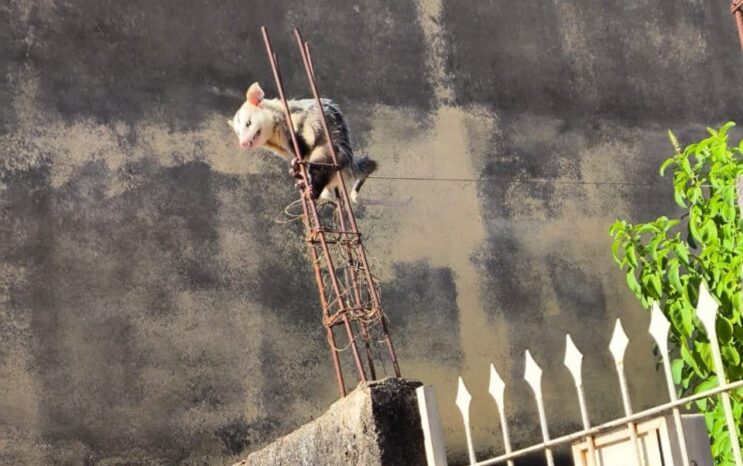 gamba-e-resgatado-apos-fugir-de-caes-e-se-esconder-em-vergalhao-de-obra