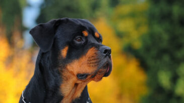 itabira-pode-proibir-procriacao-de-caes-das-racas-pit-bull-e-rottweiler