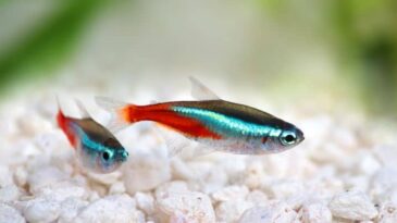 sao-goncalo-investe-em-peixes-ornamentais-para-fortalecer-a-agricultura-familiar