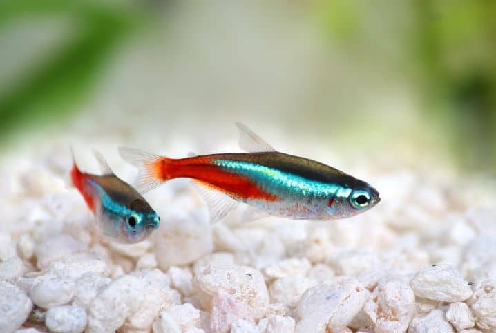 sao-goncalo-investe-em-peixes-ornamentais-para-fortalecer-a-agricultura-familiar