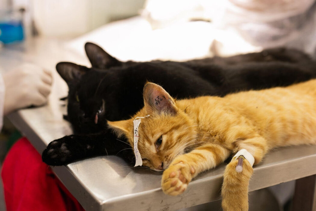 itabira-realiza-mutirao-de-castracao-nos-bairros-pedreira-e-gabiroba