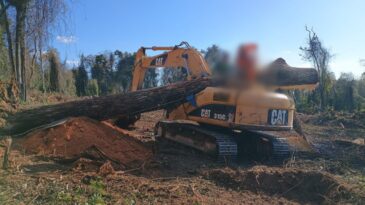 homem-morre-apos-maquina-ser-atingida-por-arvore-de-grande-porte