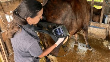 prefeitura-de-sao-goncalo-leva-assistencia-veterinaria-a-mais-de-80-propriedades-rurais