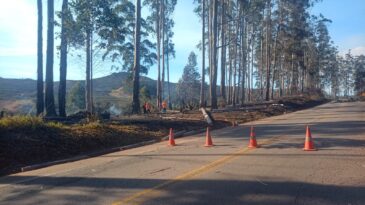 incendio-provoca-queda-de-arvores-e-interdita-totalmente-a-mg-129-em-itabira