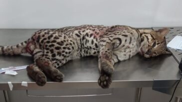 onca-jaguatirica-e-resgatada-na-br-381-em-belo-oriente