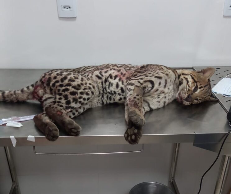 onca-jaguatirica-e-resgatada-na-br-381-em-belo-oriente