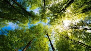 semana-do-ar-promove-atividades-de-educacao-ambiental