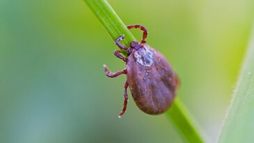itabira-mantem-cenario-sob-controle-em-relacao-a-febre-maculosa