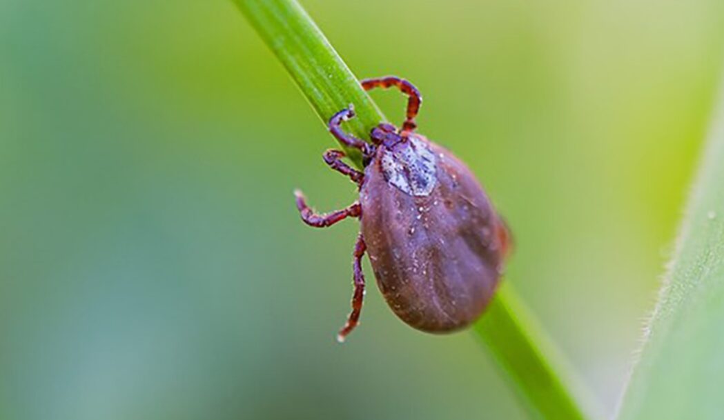 itabira-mantem-cenario-sob-controle-em-relacao-a-febre-maculosa