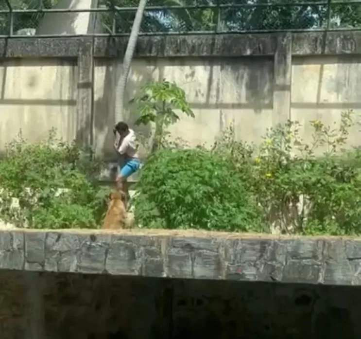 homem-morre-atacado-por-leoa-em-zoologico-de-joao-pessoa