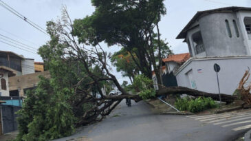 cemig-orienta-como-proceder-em-caso-de-quedas-de-arvores-durante-tempestades