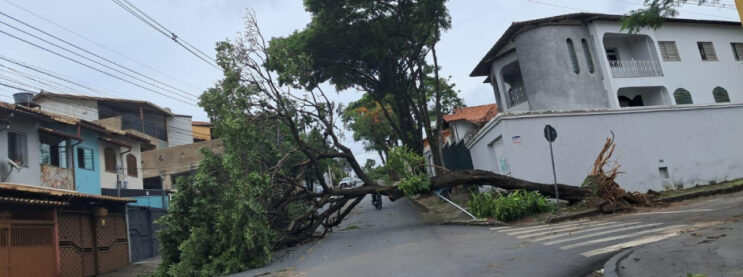 cemig-orienta-como-proceder-em-caso-de-quedas-de-arvores-durante-tempestades