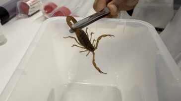 minas-reforca-prevencao-e-atendimento-a-acidentes-com-animais-peconhentos