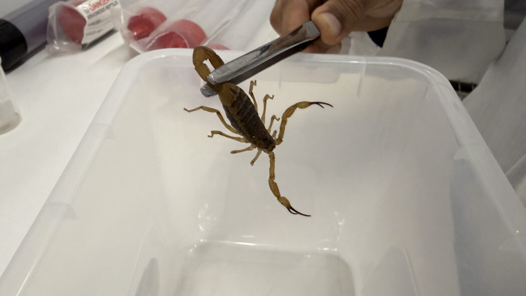 minas-reforca-prevencao-e-atendimento-a-acidentes-com-animais-peconhentos