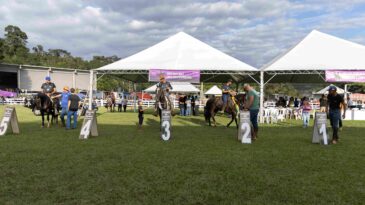 concurso-de-marcha-reune-345-animais-na-cavalgada-de-sao-goncalo