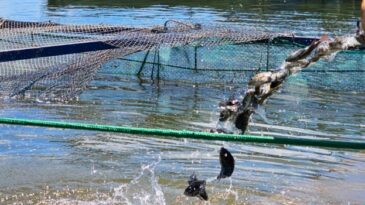 governo-de-minas-suspende-beneficio-do-icms-as-tilapias-importadas