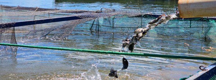 governo-de-minas-suspende-beneficio-do-icms-as-tilapias-importadas