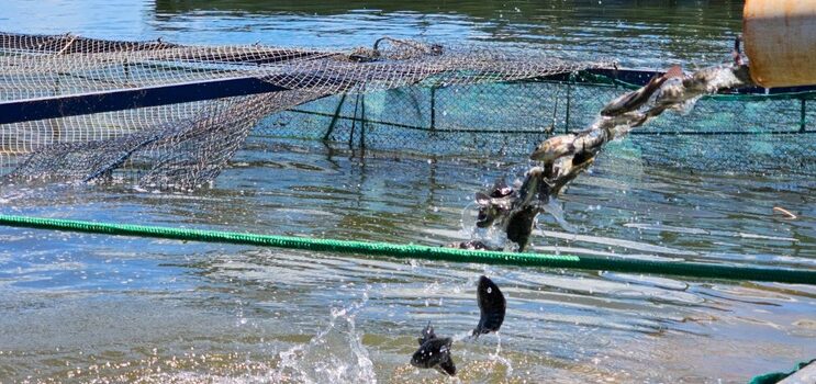 governo-de-minas-suspende-beneficio-do-icms-as-tilapias-importadas