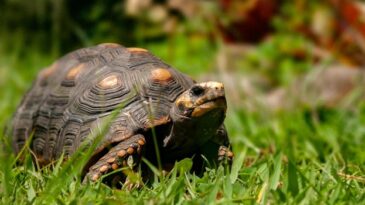 ief-alerta-para-riscos-da-domesticacao-de-jabutis