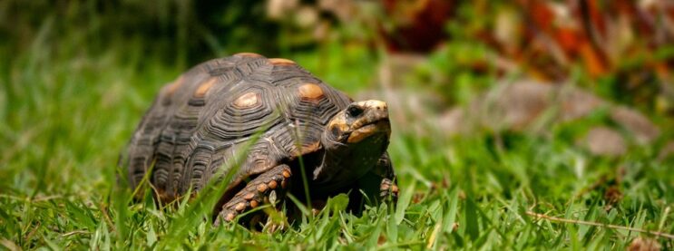 ief-alerta-para-riscos-da-domesticacao-de-jabutis