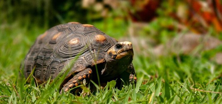 ief-alerta-para-riscos-da-domesticacao-de-jabutis