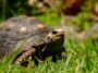ief-alerta-para-riscos-da-domesticacao-de-jabutis