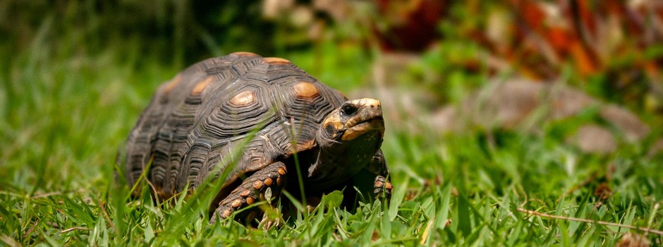 ief-alerta-para-riscos-da-domesticacao-de-jabutis