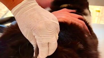 itabira-ja-vacinou-mais-de-44-mil-animais-novo-dia-d-sera-dia-29