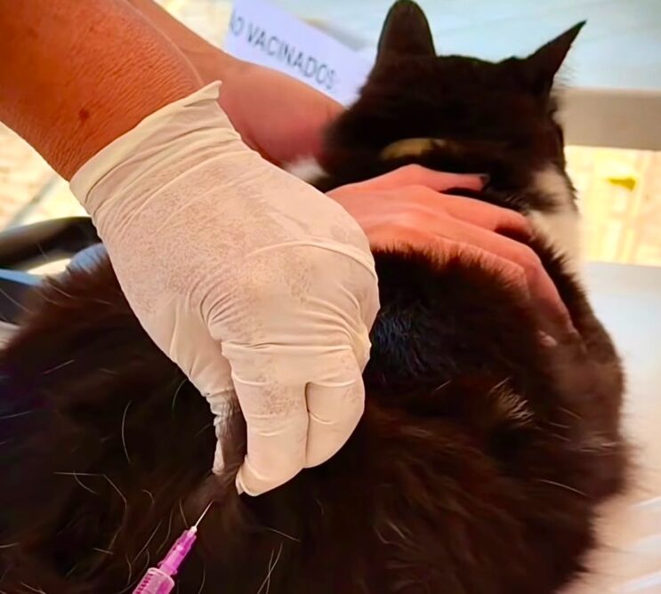 itabira-ja-vacinou-mais-de-44-mil-animais-novo-dia-d-sera-dia-29