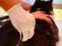 itabira-ja-vacinou-mais-de-44-mil-animais-novo-dia-d-sera-dia-29