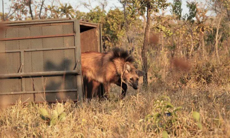 escolhido-para-cedula-de-r-200-lobo-guara-sofre-ameaca-de-extincao