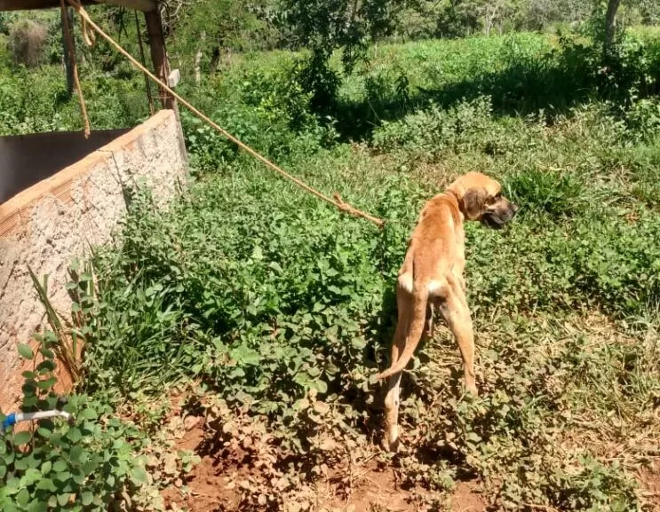policia-prende-homem-que-deixou-cao-amarrado-para-morrer