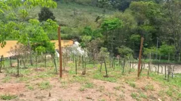saae-planta-mais-de-600-mudas-na-regiao-da-eta-pureza